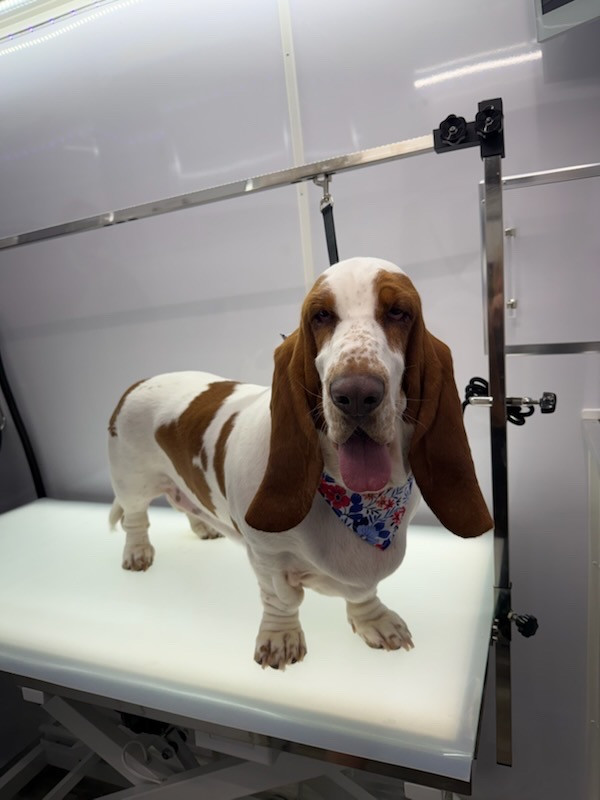 MobileDog grooming gallery