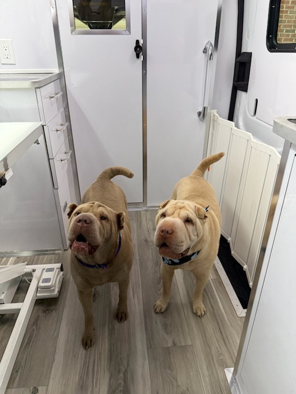 Runway Ready Grooming