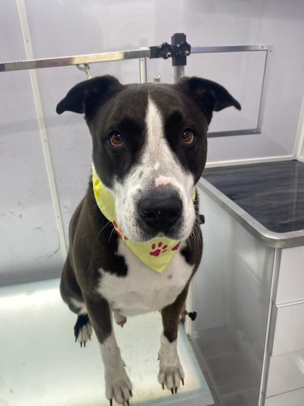 MobileDog grooming gallery