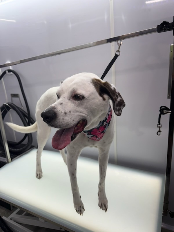 MobileDog grooming gallery