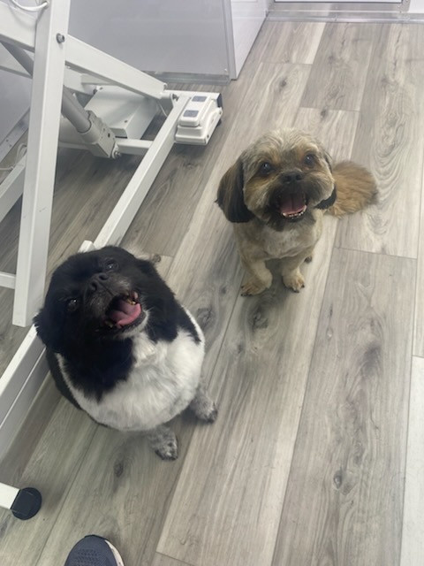 MobileDog grooming gallery