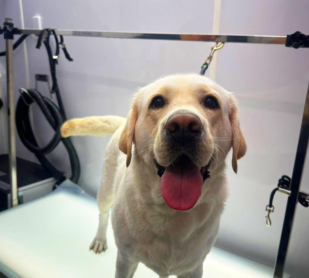 MobileDog groomer caring for a dog inside the mobile spa